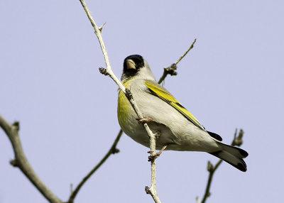 Lawerence's Goldfinch