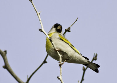 Lawerence's Goldfinch