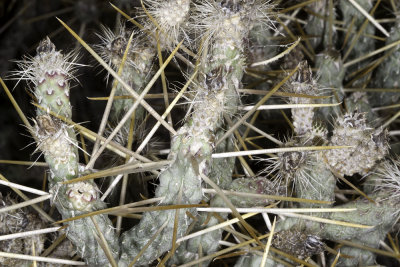 Pencil Cholla (Cylindropuntia ramosissima)