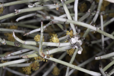 Rush Milkweed  (Asclepias eriocarpa)