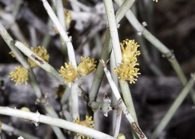 Rush Milkweed  (Asclepias eriocarpa)