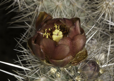 Wolf Cholla (Cylindropuntia wolfii)