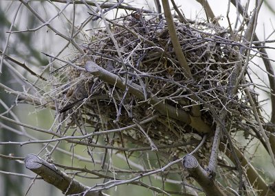 Verdin nest