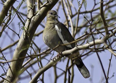 White-winged Dove