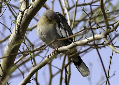 White-winged Dove