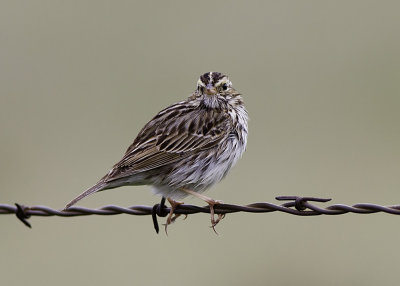 Savannah Sparrow