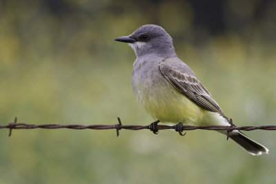 Western Kiingbird