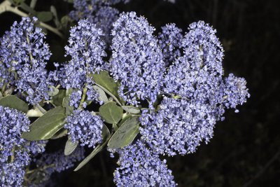 Chaparral Whitethorn (Ceanothus leucodermis)