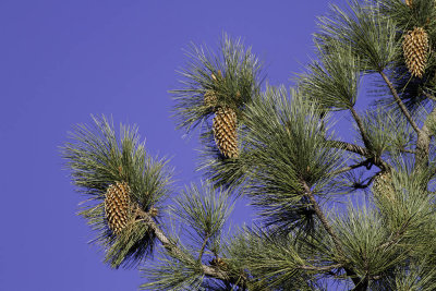 Coulter Pine (Pinus coulteri)