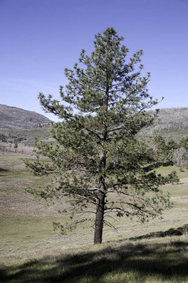 Jeffery Pine (Pinus jeffreyii)