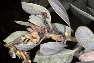 Mexican Manzanita (Arctostaphylos pungens)