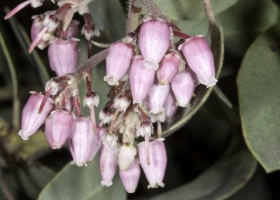 Mexican Manzanita (Arctostaphylos pungens)