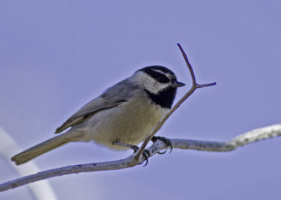 Mountain Chickadee