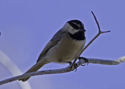 Mountain Chickadee