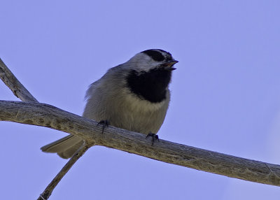 Mountain Chickadee