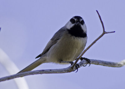 Mountain Chickadee