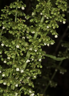 Curly Dock (Rumex crispus)