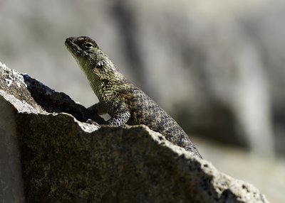 Granite Spiny Lizard (Sceloporus orcutti orcuttii)