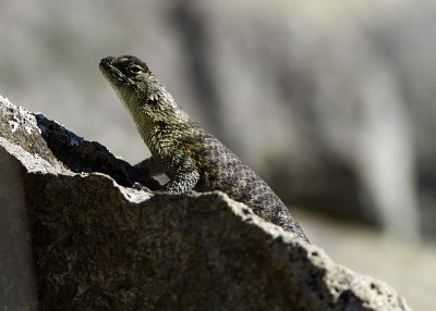 Granite Spiny Lizard  (Sceloporus orcutti orcuttii)