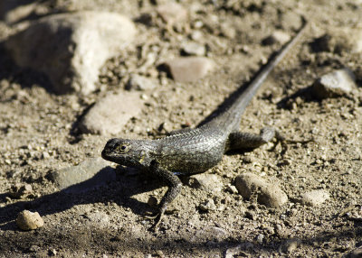 Western Fence Lizard (<em>Sceloporus occidentalis</em>)