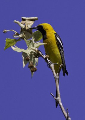 Hooded Oriole