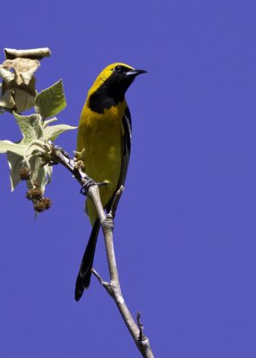 Hooded Oriole