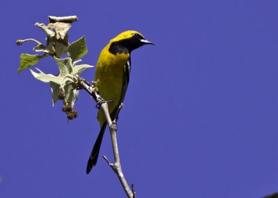 Hooded Oriole