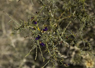 Indigo Bush (Psorothamnus spinousus)