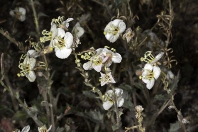 Brown Eyed Evening Primrose (Chylismia claviformis ssp. piersonii