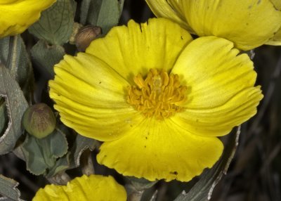 Bush Poppy (Dendromecon ridgda)