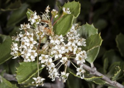 Cup-leaf Lilac (Ceanothus greggii perplexans)