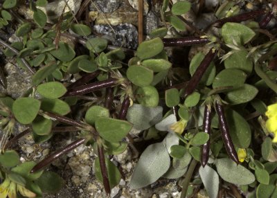 Desert Lotus (Lotus rigidus)