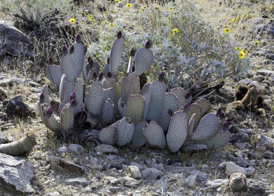 Beavertail Cactus (Opuntia basilaris)