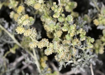 Burro-bush  (Ambrosia dumosa)