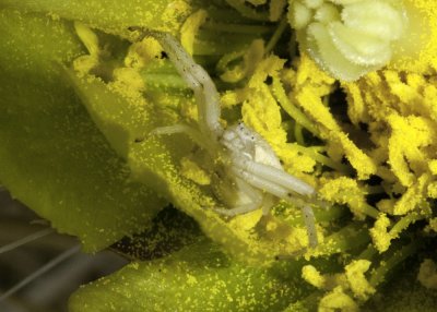 Flower Spider (Crab Spider) (Mecaphesa californica)