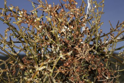 Desert Mistletoe (Phoradendron californicum)