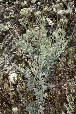 Flat-top Buckwheat ( Eriogonum fasciculatum foliolosum)