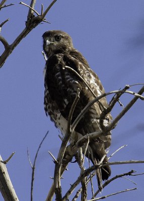 Swainson's Hawk