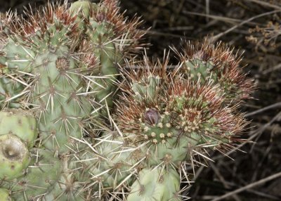 Coastal  Cholla (Cylindropuntia prolifera)