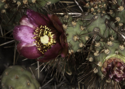 Coastal  Cholla (Cylindropuntia prolifera)