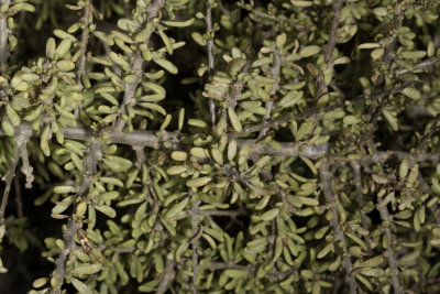 Coast Desert-Thorn (Lycium californicum)