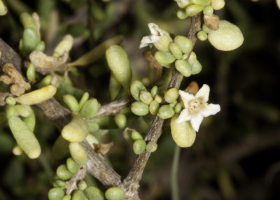 Coast Desert-Thorn (Lycium californicum)