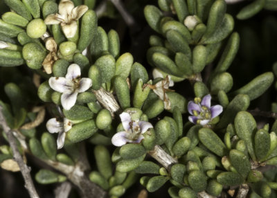 Coast Desert-Thorn (Lycium californicum)