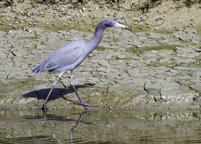 Little Blue Heron