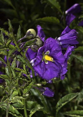 Parish Nightshade  (Solanum parishii)