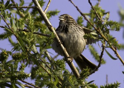 Song Sparrow