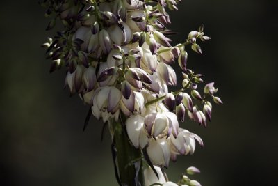 Our Lord's Candel  (Hesperoyucca whipplei)