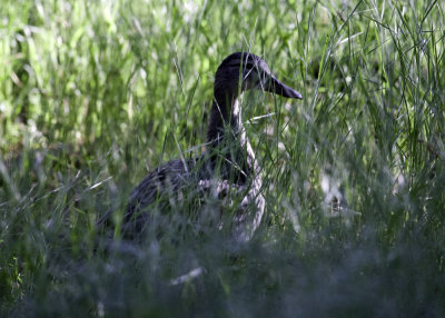 Mallard Duck (female)