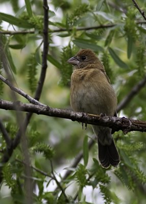 Blue Grosbeak - (female)