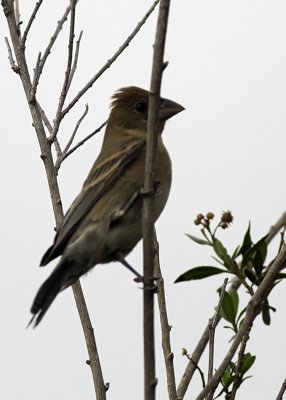 Blue Grosbeak - (female)